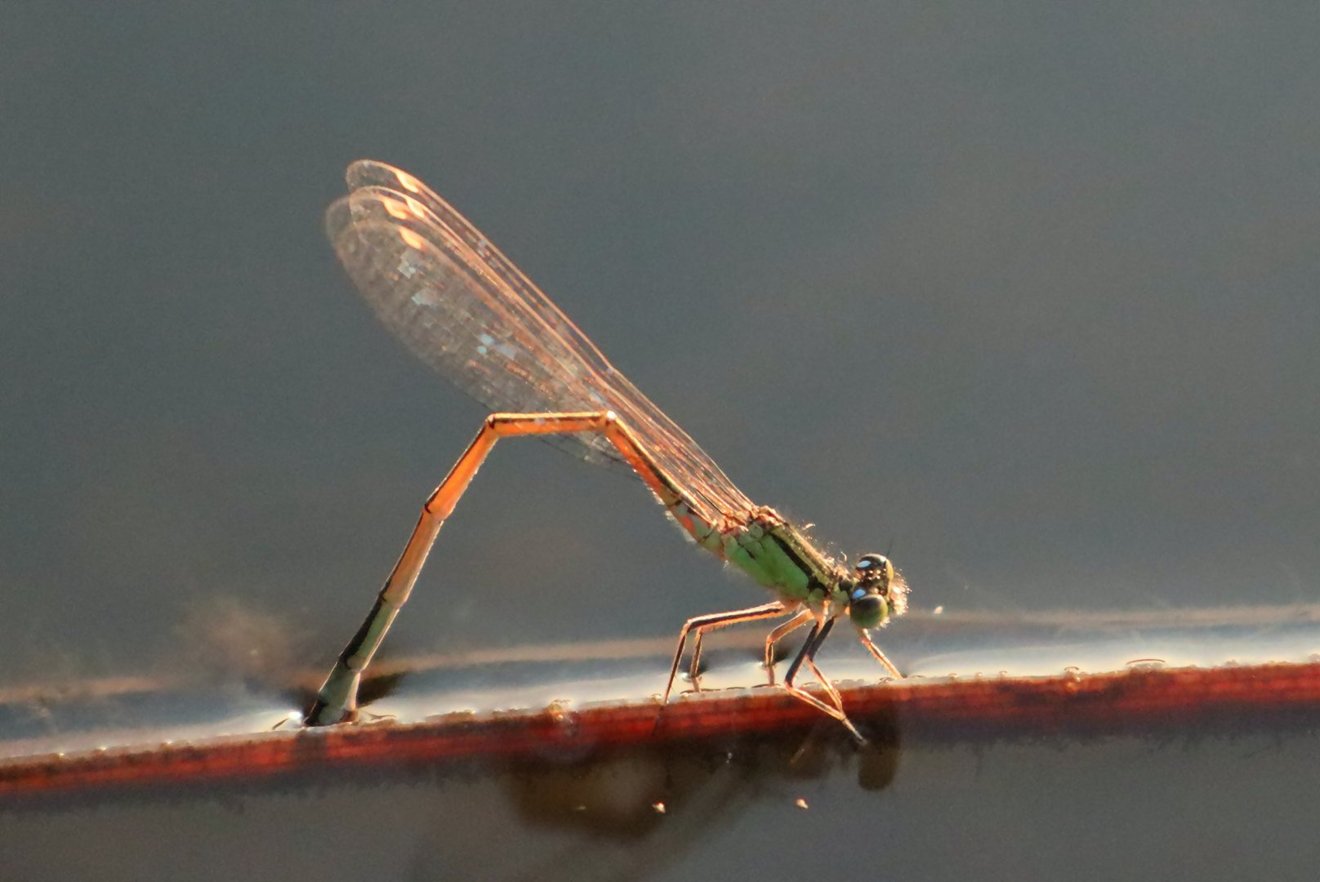 Dragonfly-Seed Nft