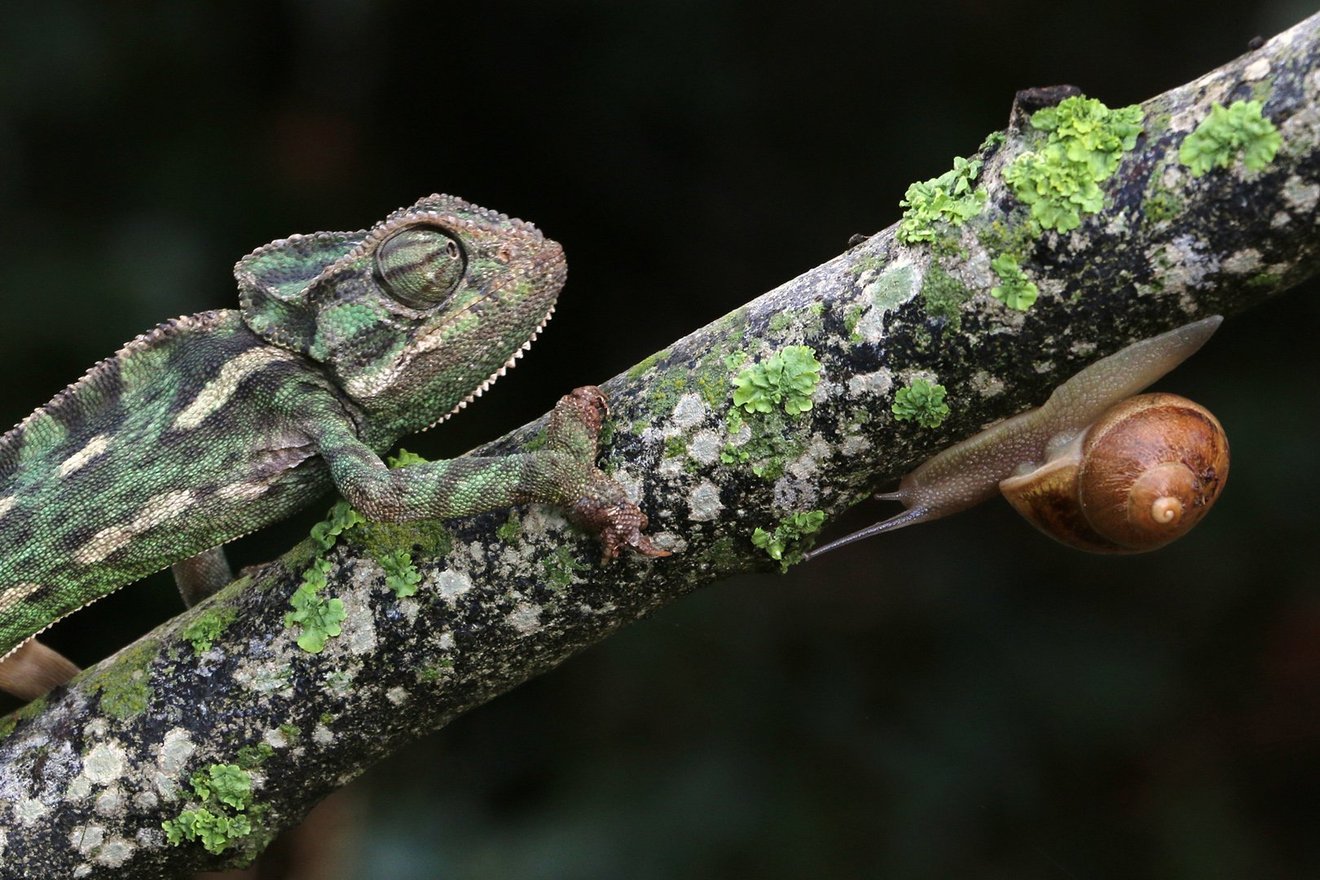 Chameleon and Snail-Seed Nft