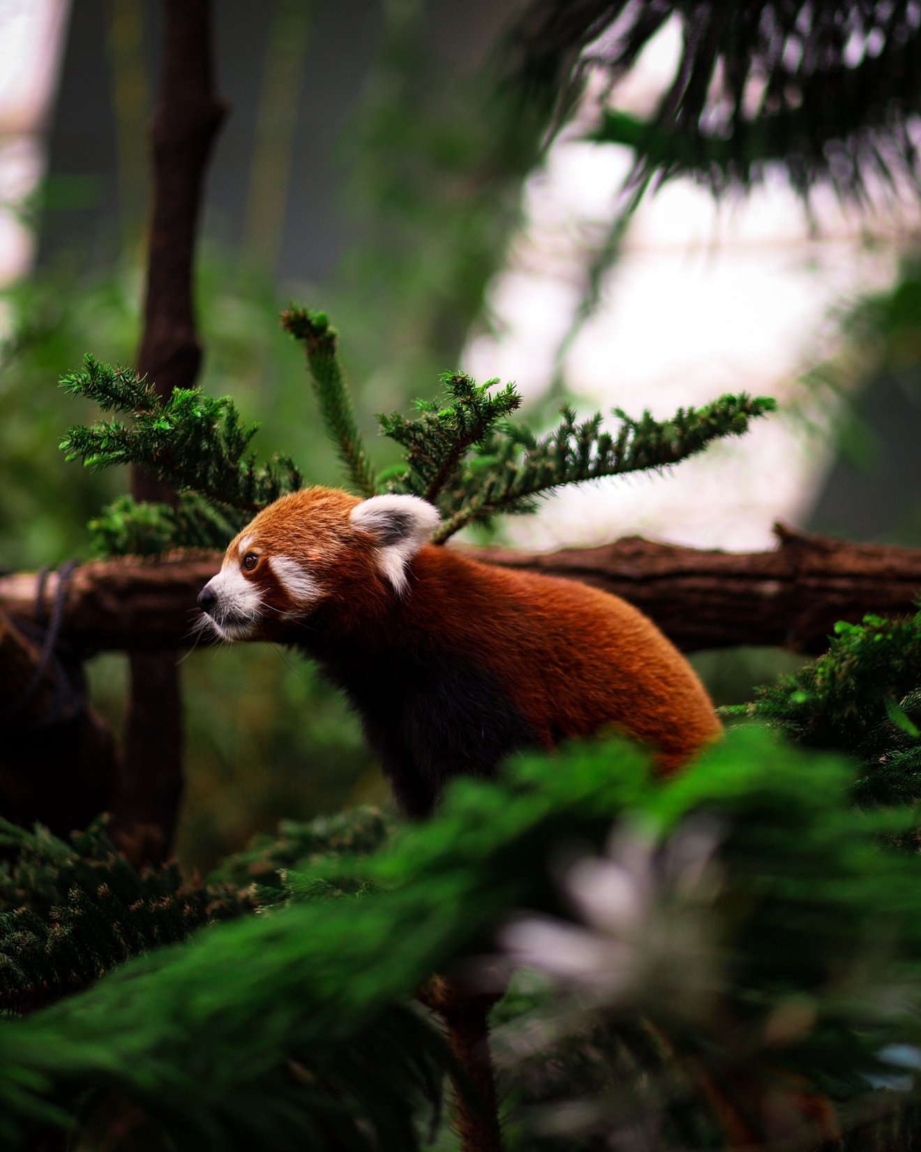 Red Panda-Seed Nft