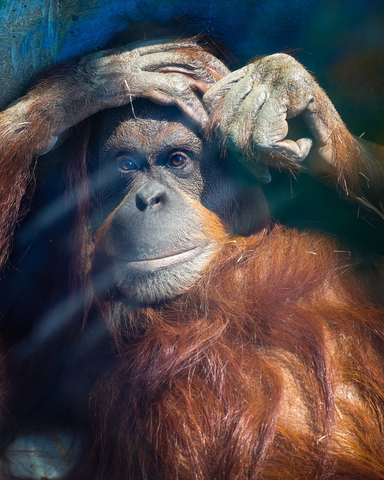 Orangutan, Melbourne Zoo -Seed Nft