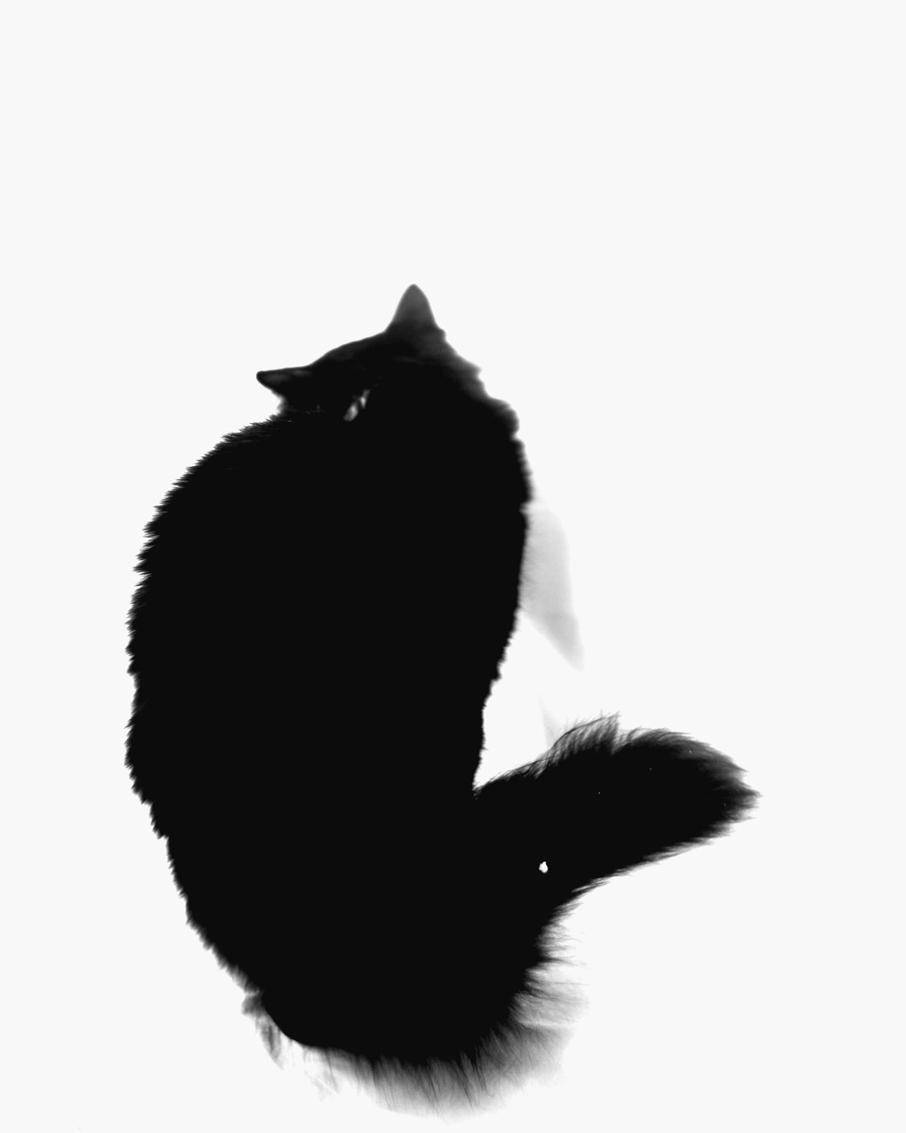 Black cat-Seed Nft