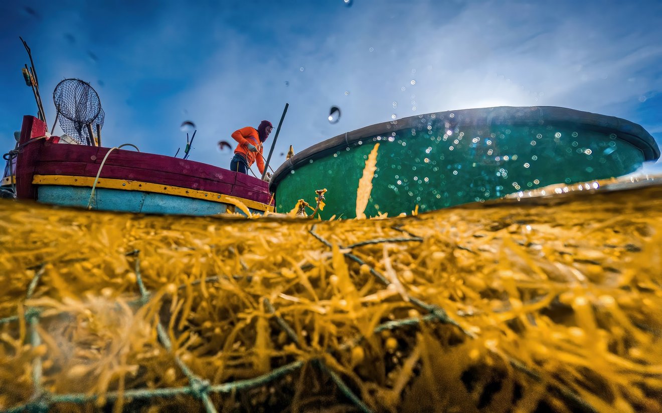 GOLDEN SEAWEED HARVESTING-Seed Nft