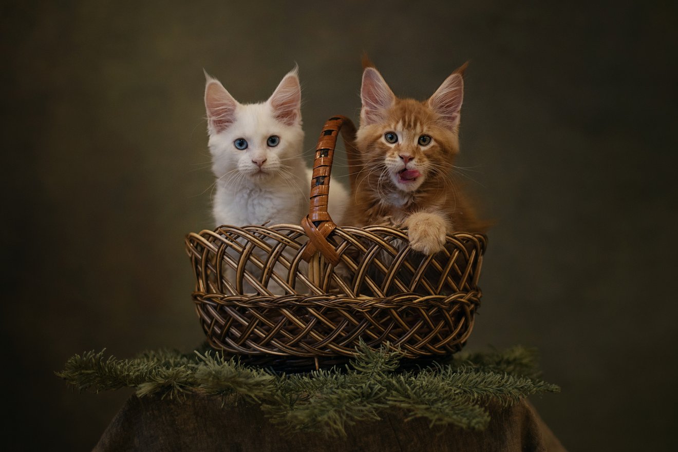 Two kittens in a basket-Seed Nft
