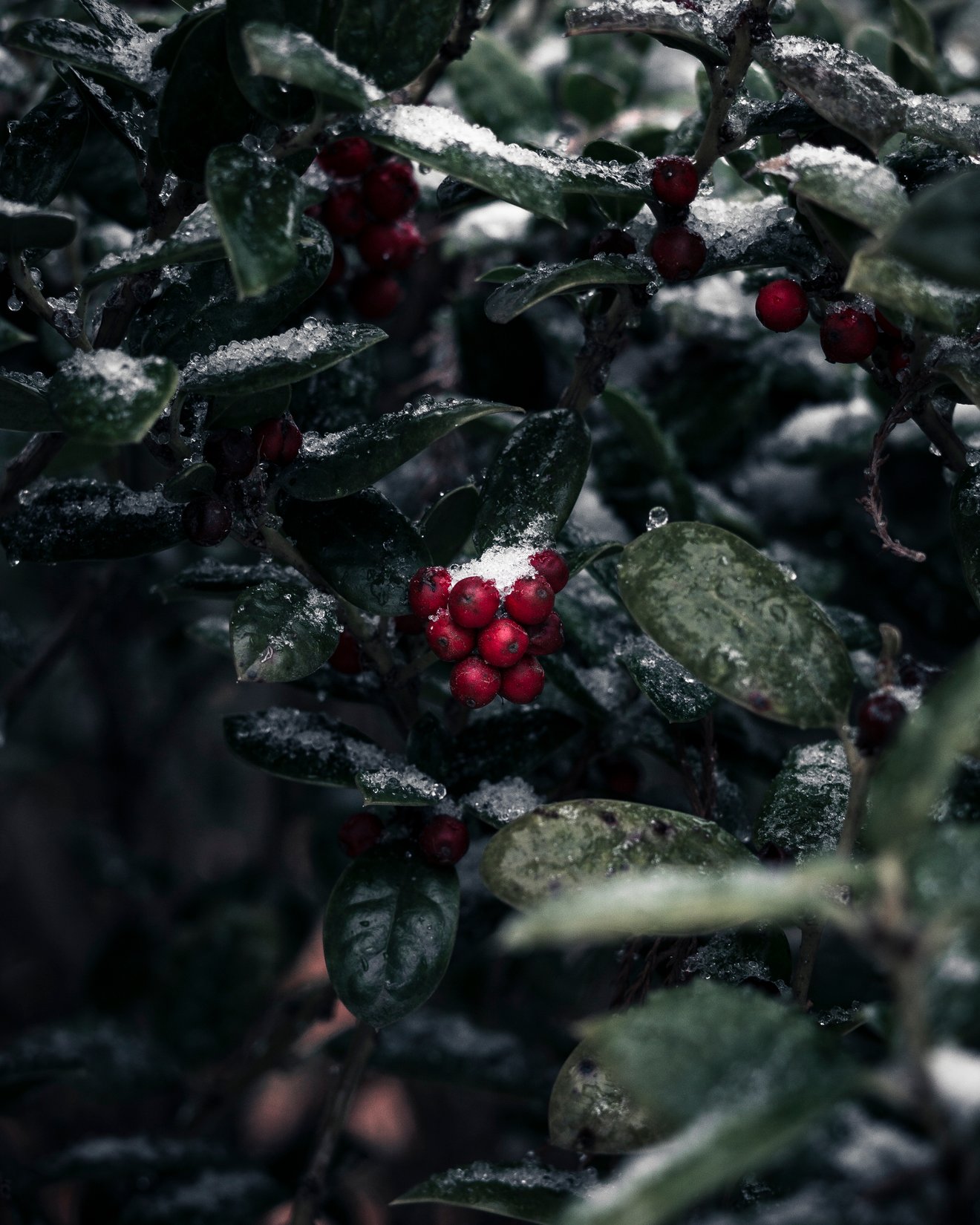 Frozen Berries-Seed Nft