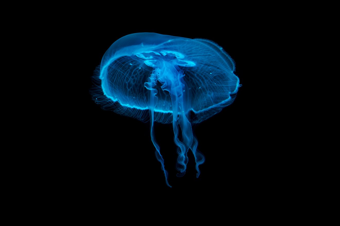 Jelly fish-Seed Nft