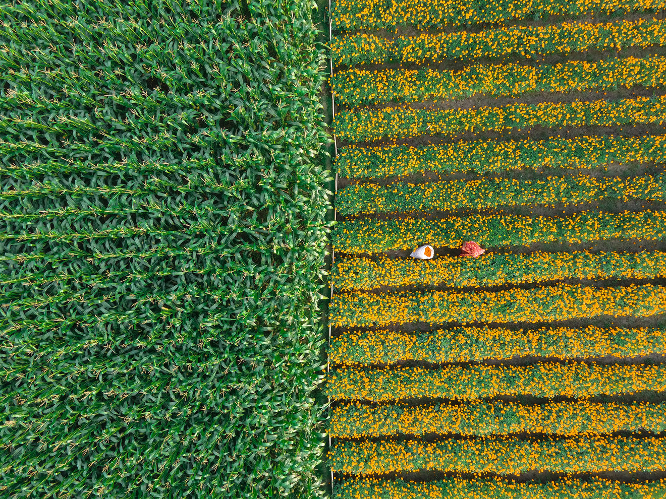 Flowers field-Seed Nft