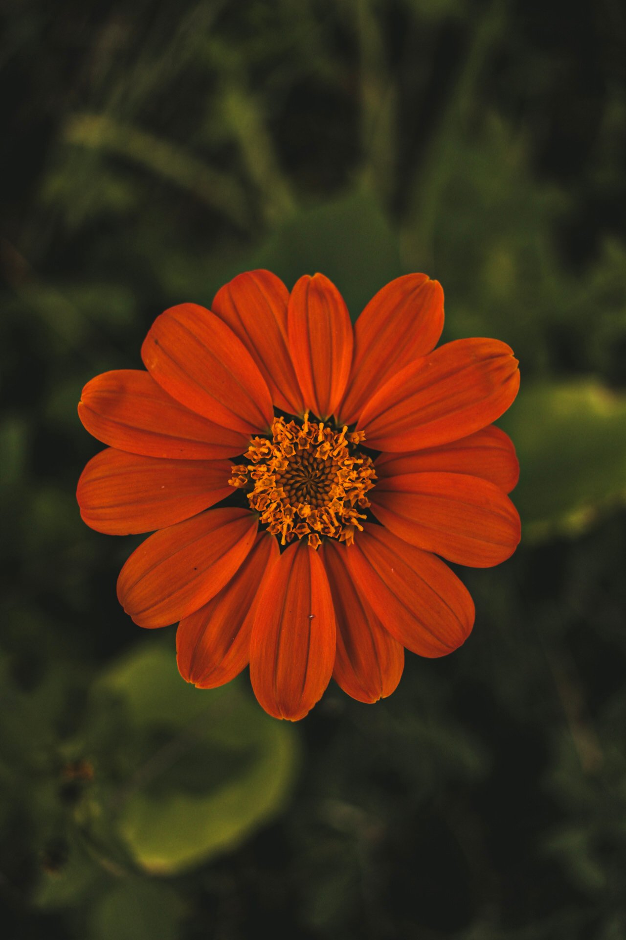 Mexican Sunflower-Seed Nft