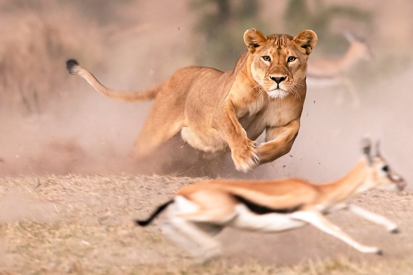 Lioness Hunt-Seed Nft