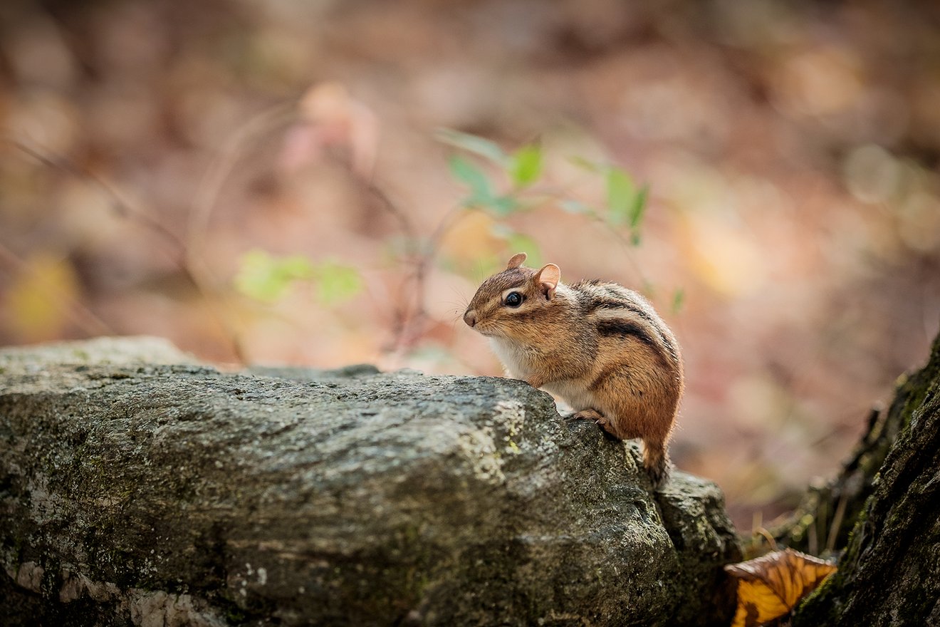 Chipmunk-Seed Nft