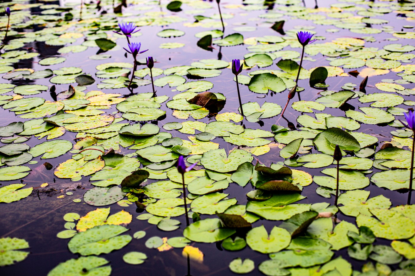 The Purple Lotus #2-Seed Nft