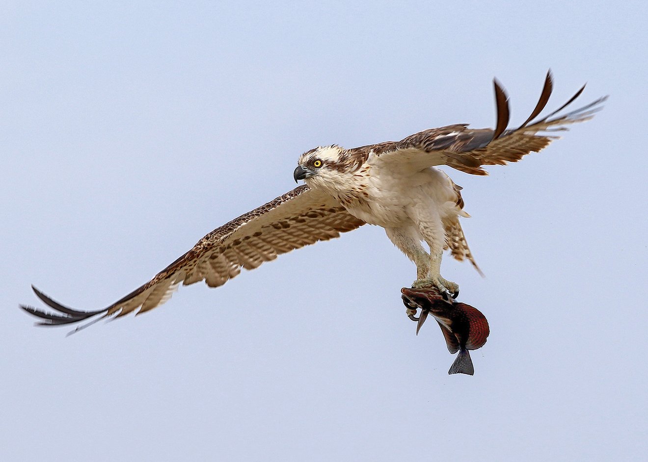 Sea Eagle with Prey 2-Seed Nft