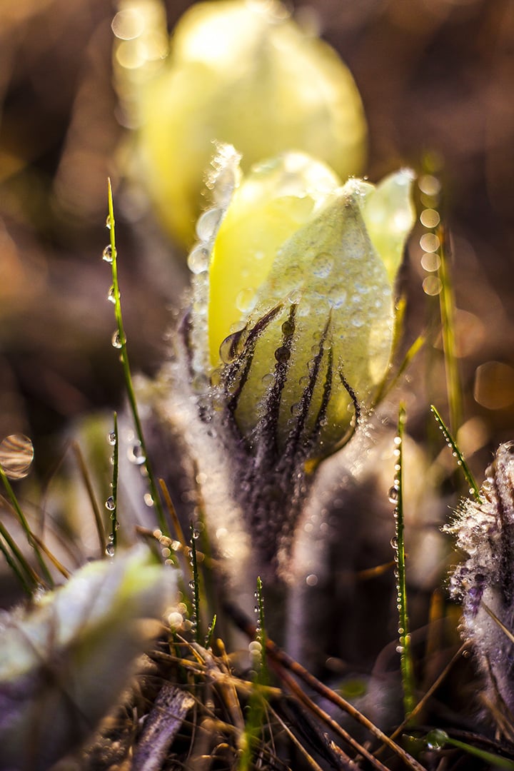 The Very First Tenderness-Seed Nft