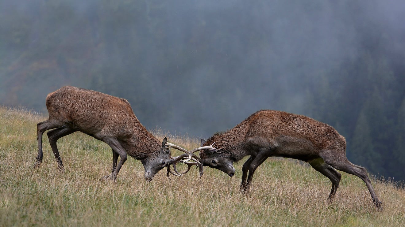 Dueling Stags-Seed Nft