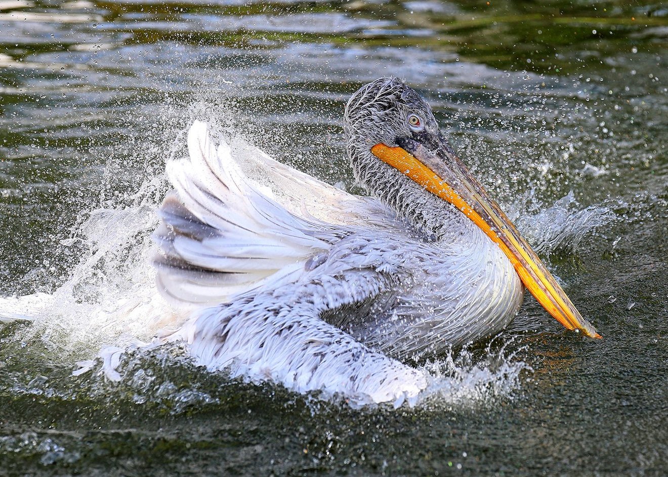 Splashing-Seed Nft