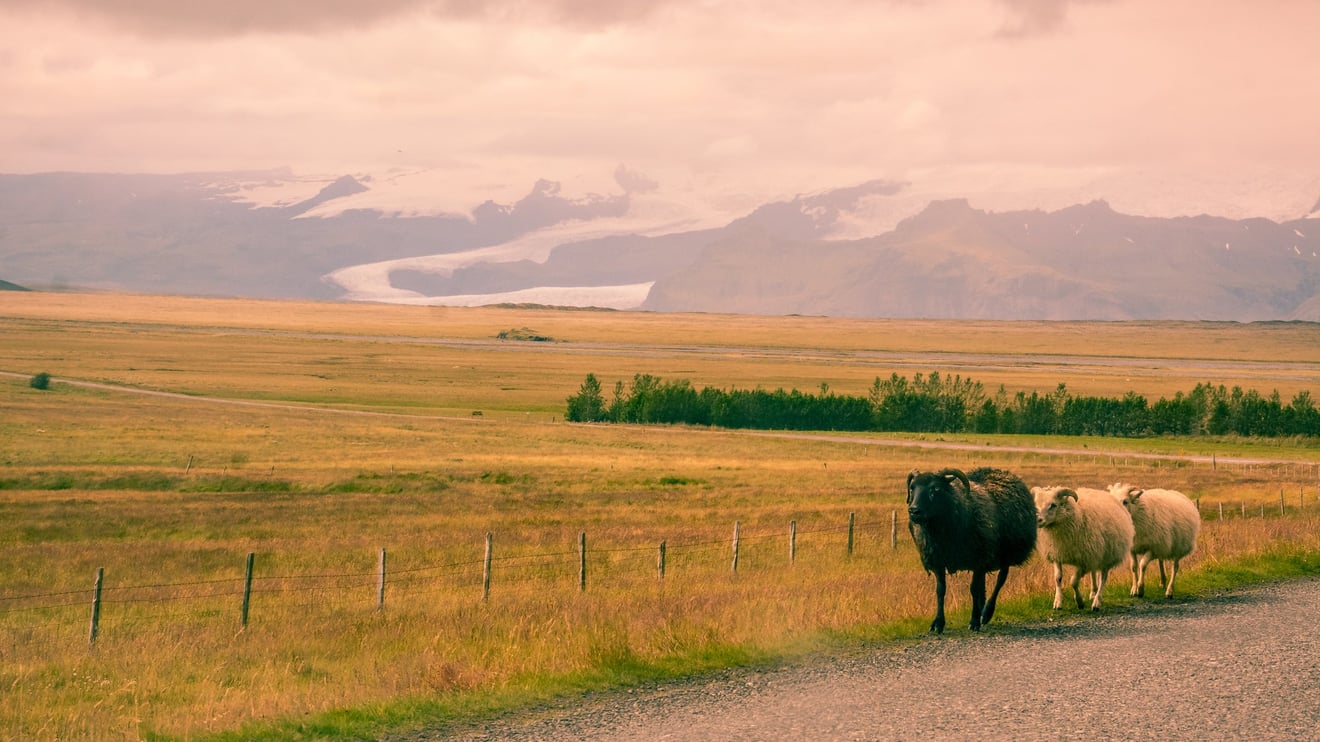 Icelandic Traffic Jam-Seed Nft