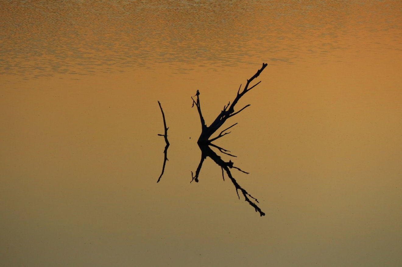 Bird on a Snag	-Seed Nft