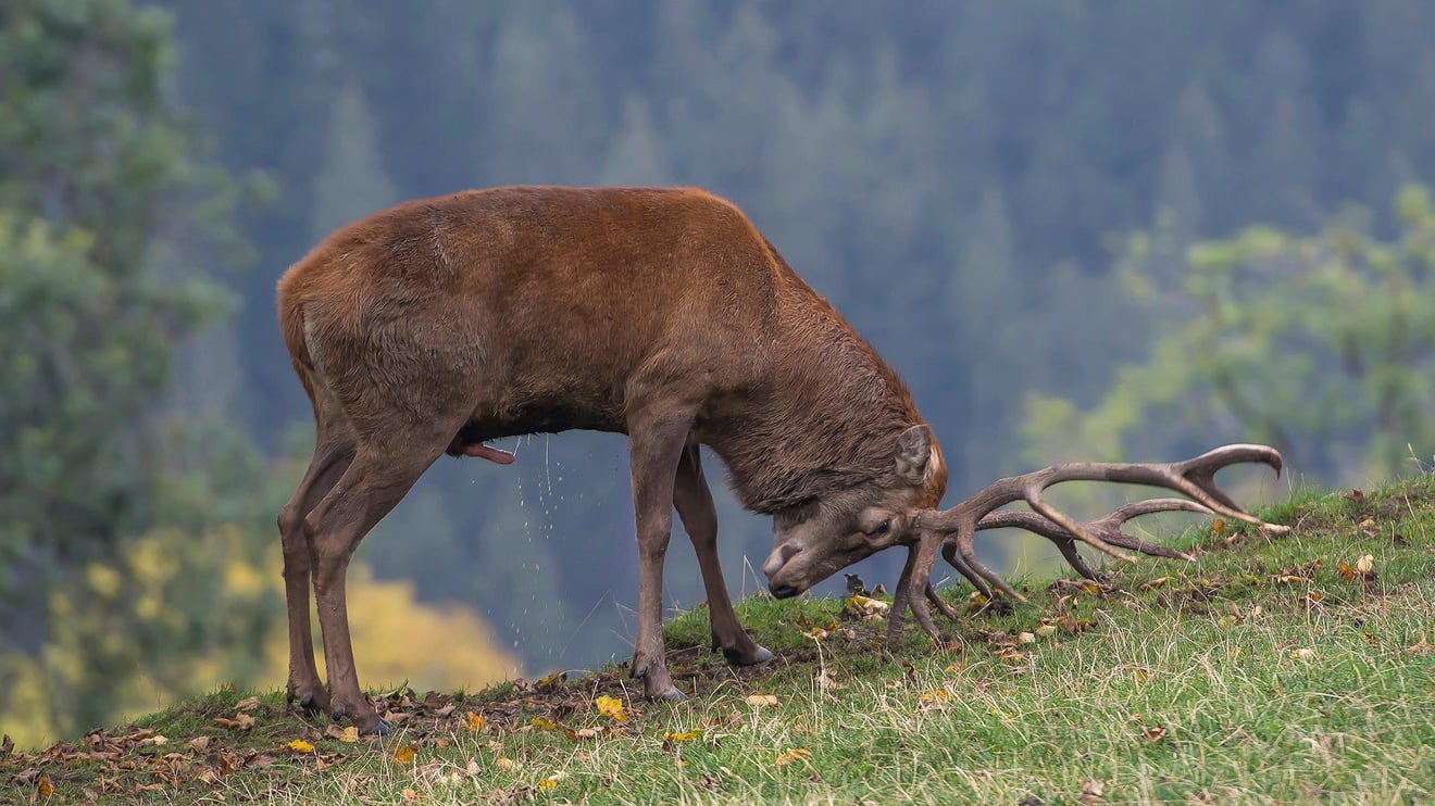 During The Rutting Season-Seed Nft