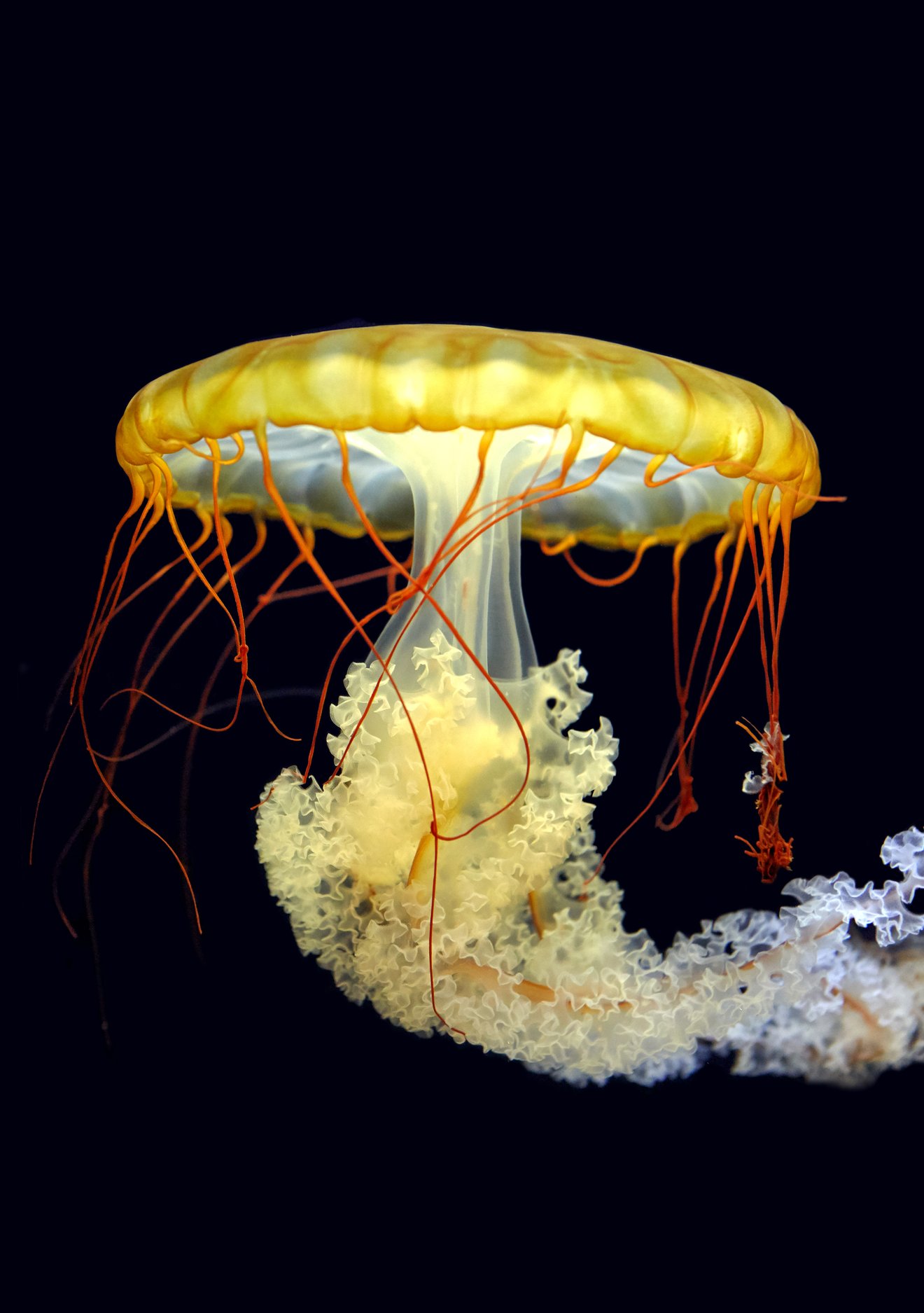 Jellyfish-Seed Nft