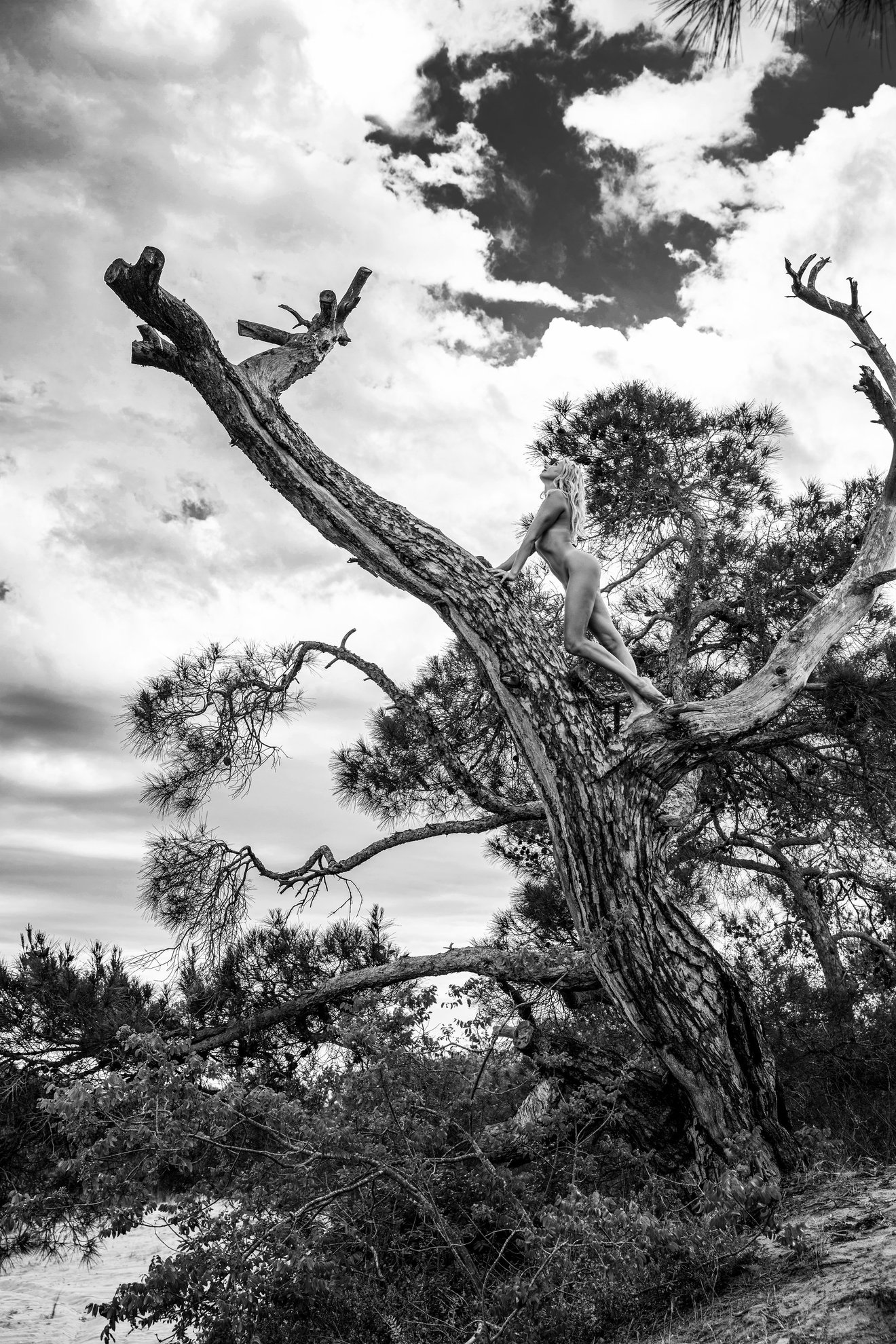 Eagle's Nest-Seed Nft