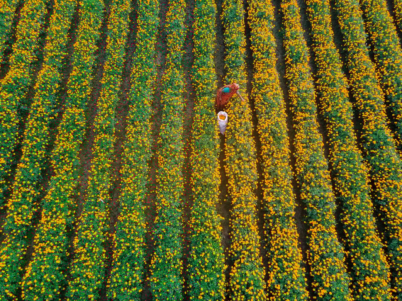 Flowers collect -Seed Nft