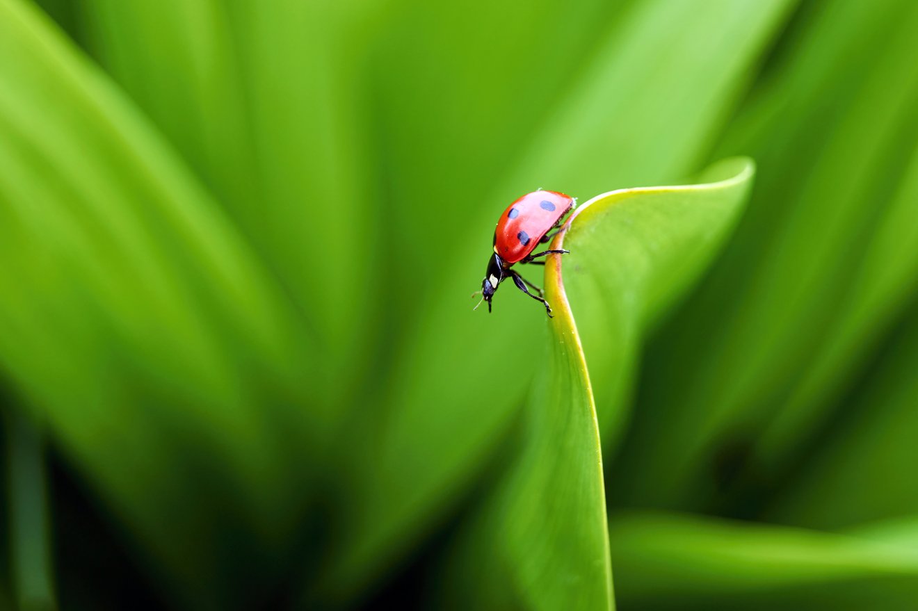 ladybug on a leaf-Seed Nft