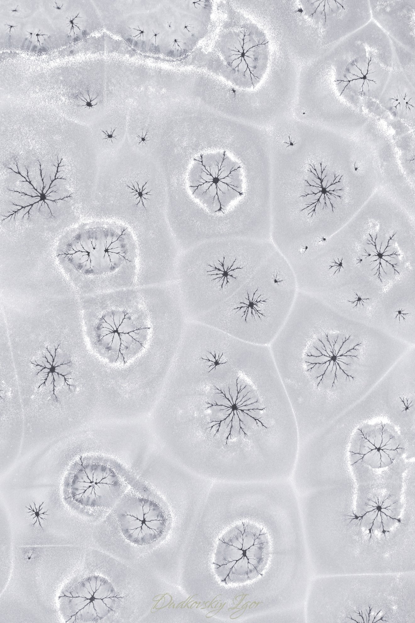 ICE-Seed Nft