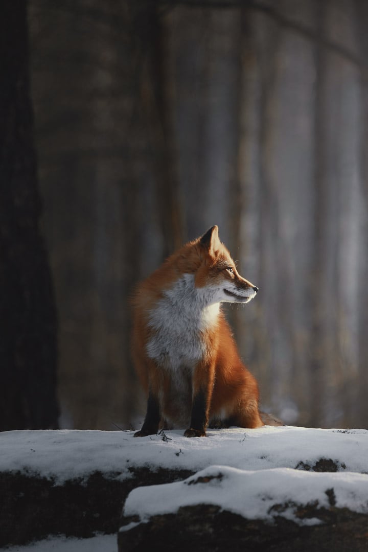 Fox in Aurora	-Seed Nft