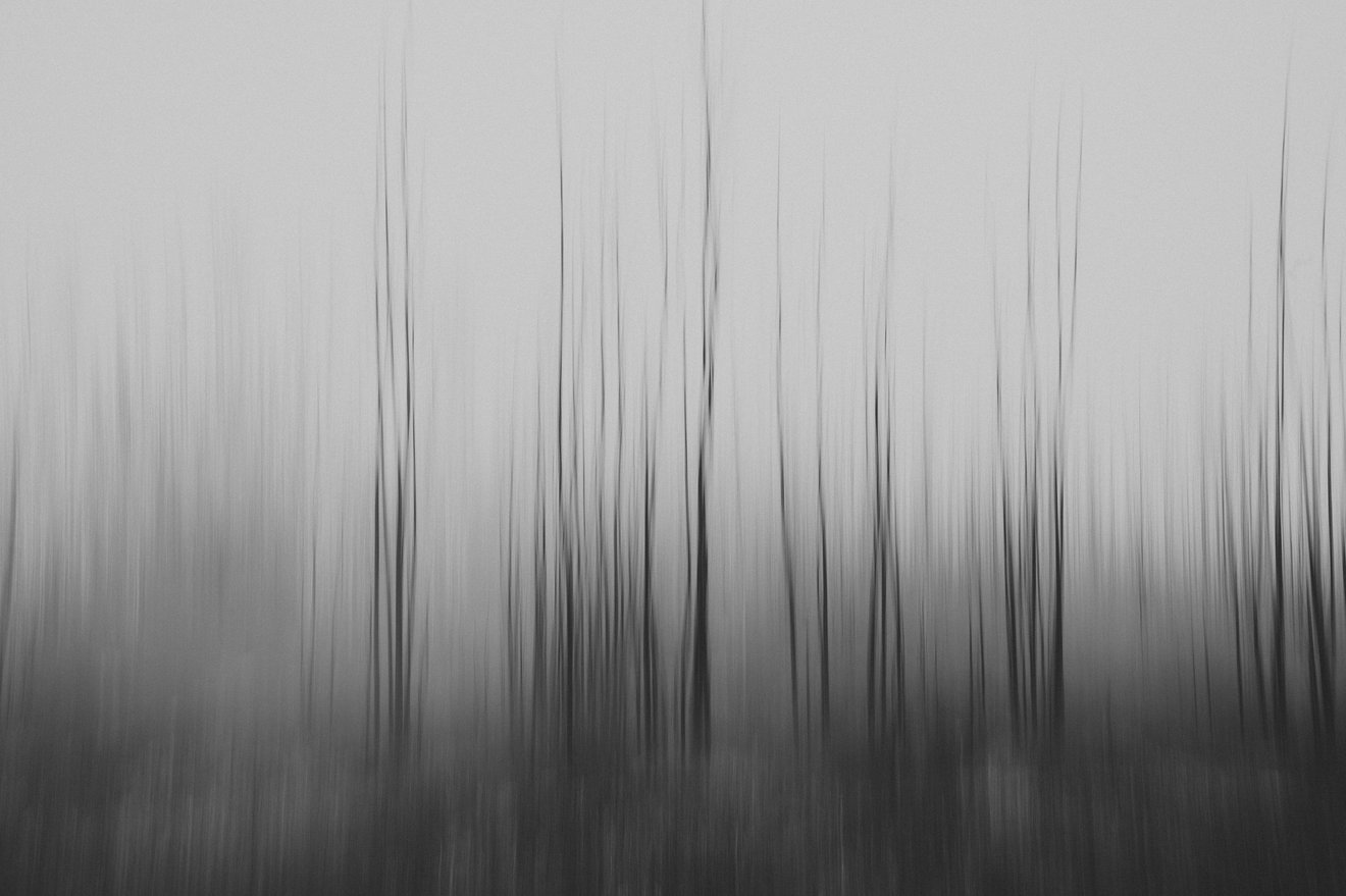 Trees in fog-Seed Nft