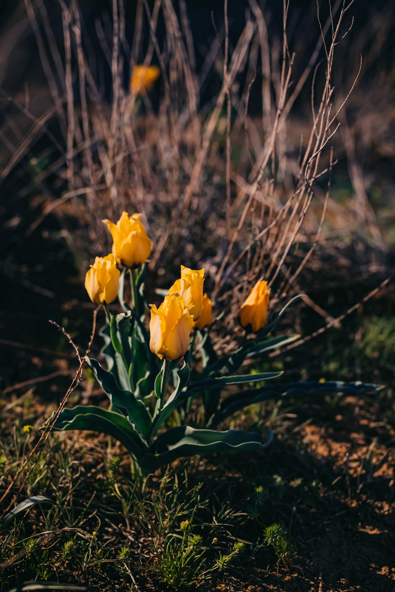 Yellow Tulips-Seed Nft