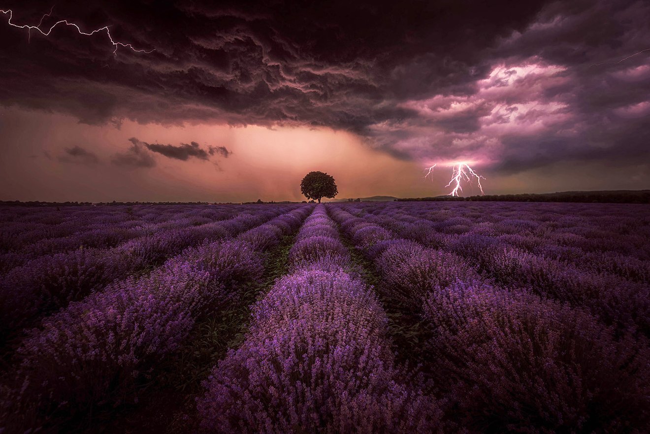 Lavender storm-Seed Nft