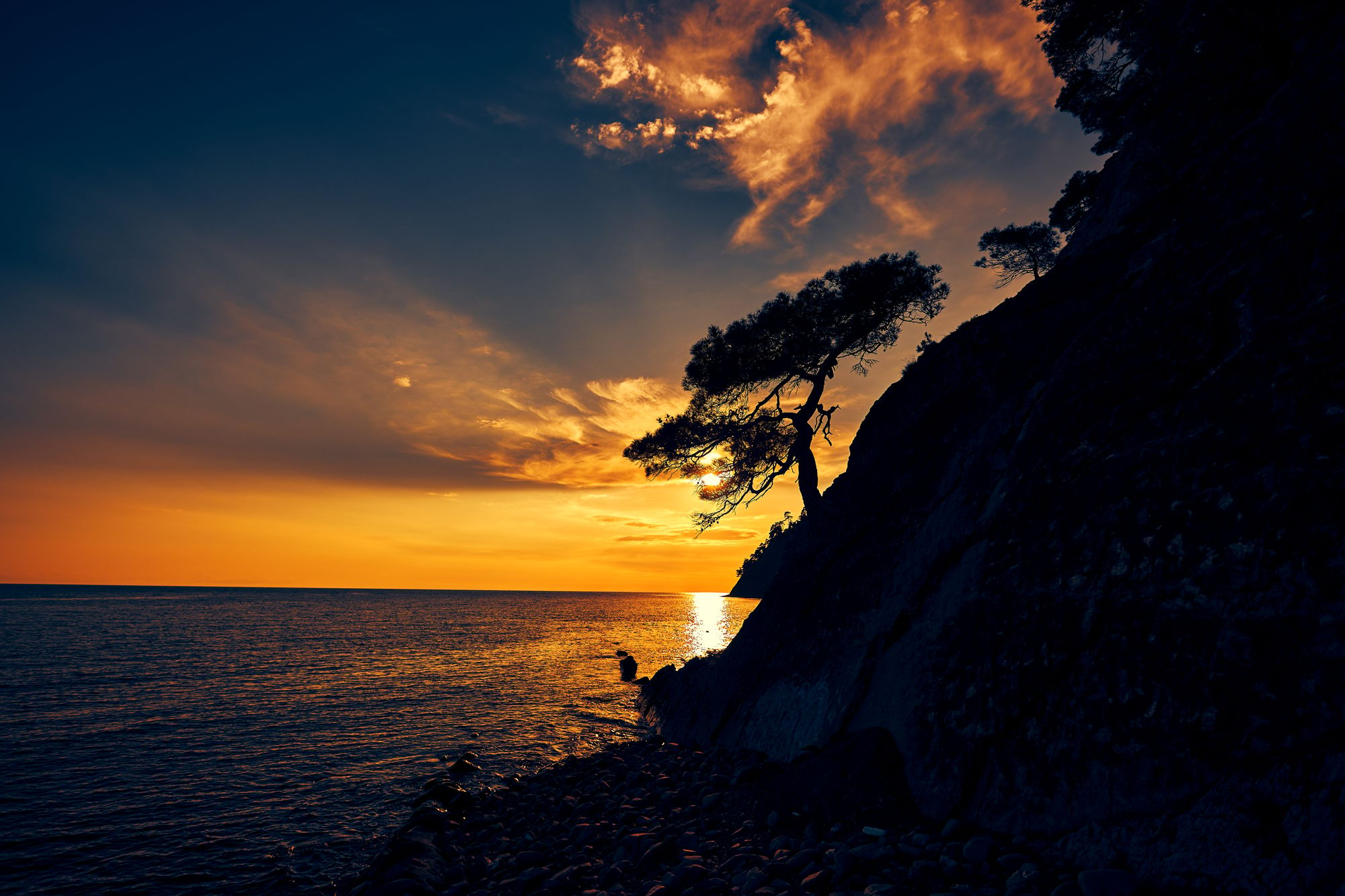 sun set  over sea with a tree